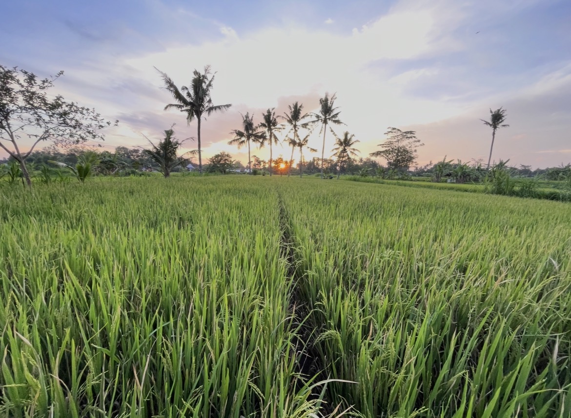 Aplikasi di Sawah